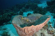 Verongula gigantea-Lutjanus apodus Lutjan dent de chien Ambiance Bonaire Buddy reef-32m-20180223-Denis-ADER-DSC_7743_tn